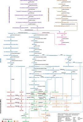 Comprehensive Overview of the Brassinosteroid Biosynthesis Pathways: Substrates, Products, Inhibitors, and Connections